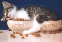 Slæmar svefnvenjur hafa slæm áhrif á blóðsykursstjórnun