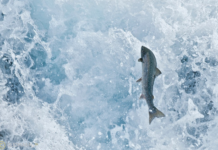 Fiskur lengir lífið