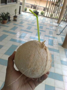kokoshneta-coconut