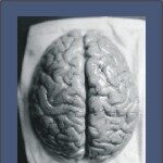 Magafita hamlar heilastarfsemi