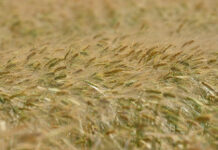 Kornið bjargar mannslífum