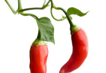 Chilipiparextrakt hraðar fituefnaskiptum