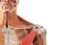 Bekkpressan og axlavandamál Bekkpressa og axlavandamál