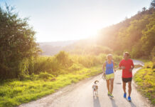 Samband á milli mikillar kviðfitu og æðakölkunar